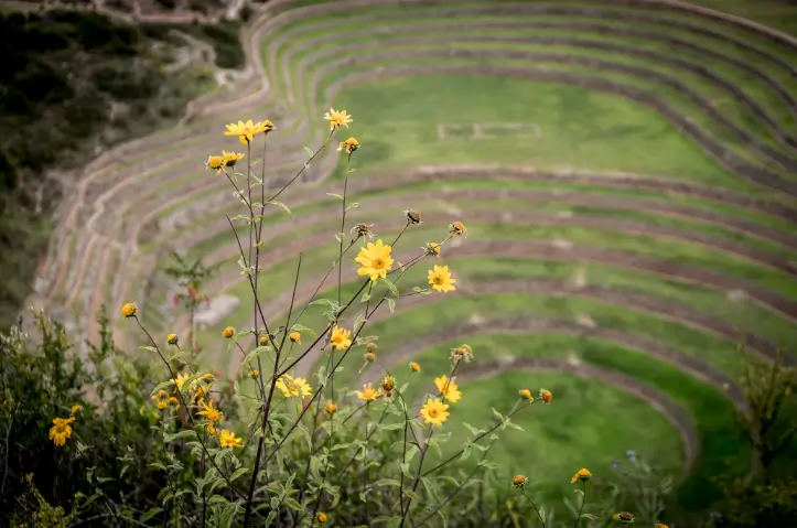 Maras Moray