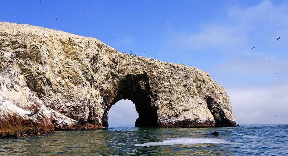 Full Day Paracas - Ica