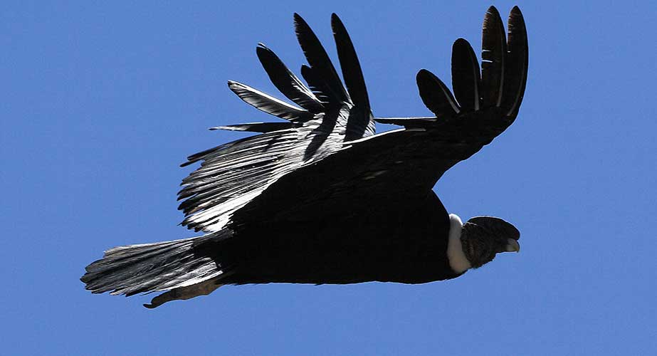 Colca Canyon Second day - Condor Cross - Puno